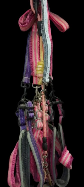 Dog Collars and Leashes